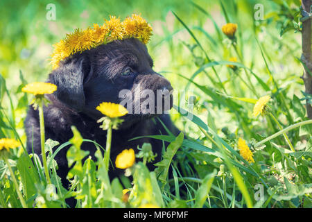 Little Labrador Retriever puppy wearing dandelion wreath, sitting on the grass in spring Stock Photo