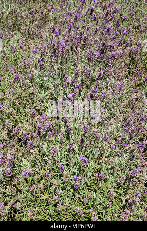 Summer lavender in a garden flowerbed full frame background Stock Photo