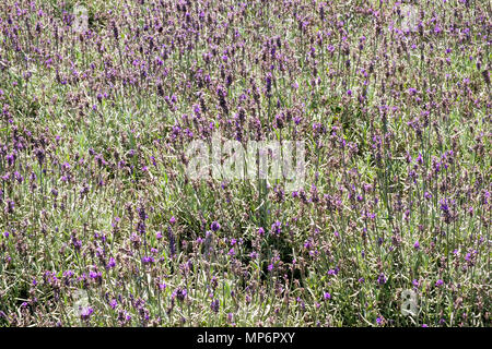 Summer lavender in a garden flowerbed full frame background Stock Photo