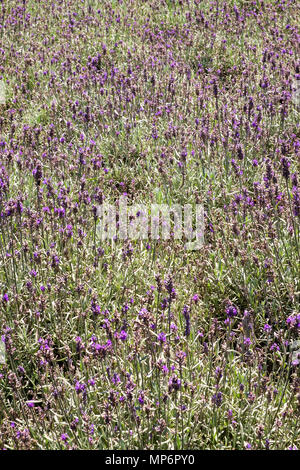 Summer lavender in a garden flowerbed full frame background Stock Photo