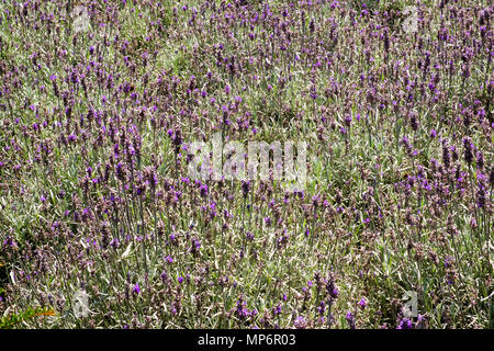 Summer lavender in a garden flowerbed full frame background Stock Photo