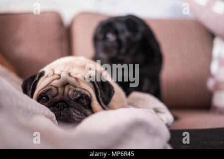 pug dog is having fun playing under the blanket. Lying on a brown couch, you look with tender eyes wrapped in a white blanket. Stock Photo