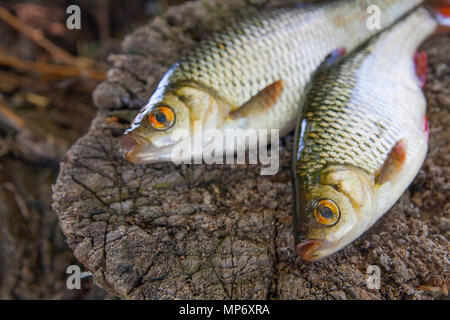 Two freshwater common rudd fish (scardinius erythrophthalmus) on green  fishing net and wooden platform. Float fishing early spring. Stock Photo