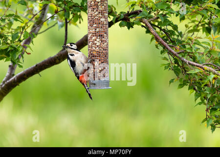 A female Great spotted wood pecker (Dendrocopos major) feeding from a garden bird feeder on this warm spring day. © Ian Jones/Alamy Live News. Stock Photo