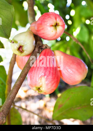 Exotic rose apples or Chomphu hanging on the tree, Cuba Stock Photo
