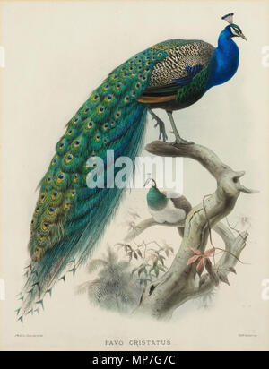 . Pavo Cristatus. Altkolorierte Lithographie, 56 x 43 cm. Blatt 3 aus Vol. I von: Monograph of Phasianide or Family of Pheasants. Verlegt bei D. G. Elliot, 1872 . 1872. J. Smit nach Joseph Wolf (1820-1899) 680 J Smit nach Joseph Wolf Pavo Cristatus Stock Photo