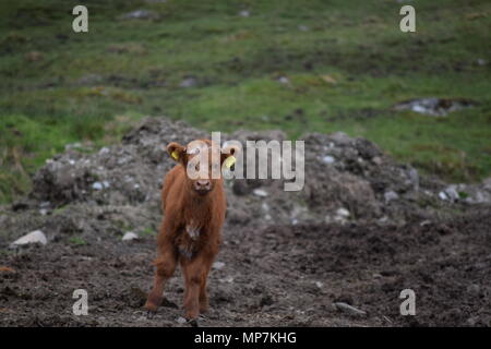 highland cow with calf,loch tay Scotland,seagull eating a link sausage in my back garden,falkirk Scotland. Stock Photo