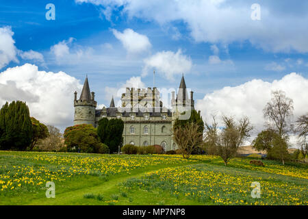 Daffodils in the grounds of historic Inveraray Castle, seat of the Clan Campbell, which stands on the shores of Loch Fyne, Argyll & Bute, Scotland, UK Stock Photo