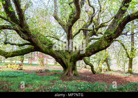 An ancient horse chestnut tree (Aesculus hippocastanum) with branches covered in moss in the grounds of Inveraray Castle, Argyll & Bute, Scotland, UK Stock Photo