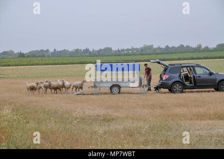 Sheepdog herds sheep into a wagon A set of six images Stock Photo