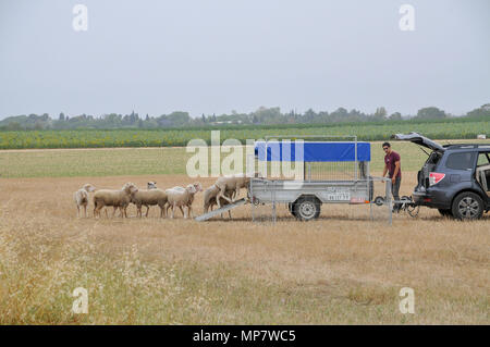 Sheepdog herds sheep into a wagon A set of six images Stock Photo