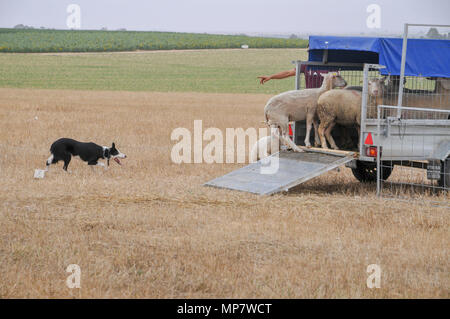 Sheepdog herds sheep into a wagon A set of six images Stock Photo