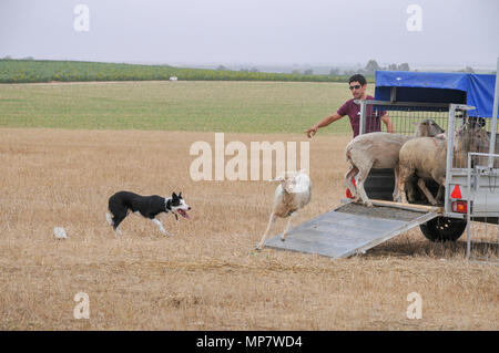 Sheepdog herds sheep into a wagon A set of six images Stock Photo