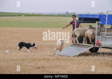 Sheepdog herds sheep into a wagon A set of six images Stock Photo