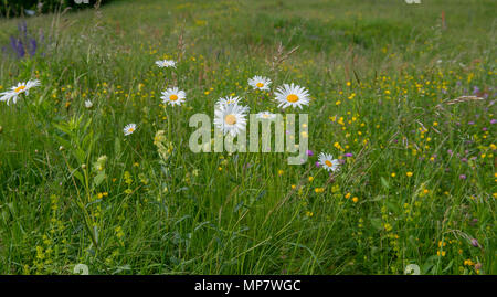 meadow in spring with flowers Stock Photo