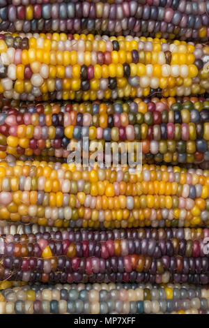 Close up of fresh raw variety of colorful gem glass corn on cob full frame Stock Photo
