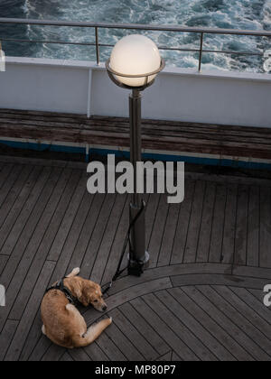 Sleeping dog attached to a lamp post on a ferry deck in late afternoon Stock Photo