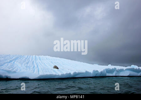 A crabeater seal floting on an icefloe in Antarctica, Antarctic Peninsula Stock Photo