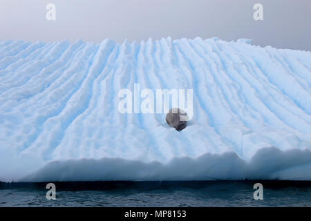 A crabeater seal floting on an icefloe in Antarctica, Antarctic Peninsula Stock Photo