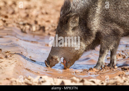 A large javelina searching for water in southern Arizona, USA. Stock Photo