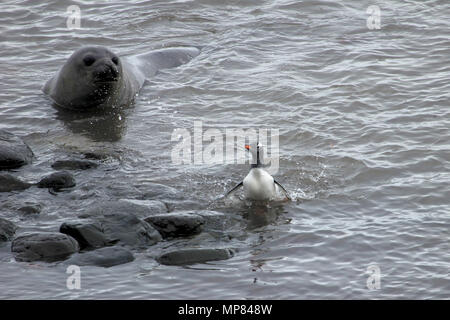 Elephant Seal and Gentoo Penguin, Antarctica Stock Photo