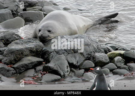 Elephant Seal and Gentoo Penguin, Antarctica Stock Photo