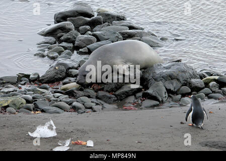 Elephant Seal and Gentoo Penguin, Antarctica Stock Photo