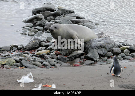 Elephant Seal and Gentoo Penguin, Antarctica Stock Photo