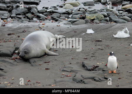 Elephant Seal and Gentoo Penguin, Antarctica Stock Photo