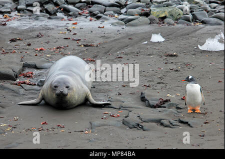 Elephant Seal and Gentoo Penguin, Antarctica Stock Photo