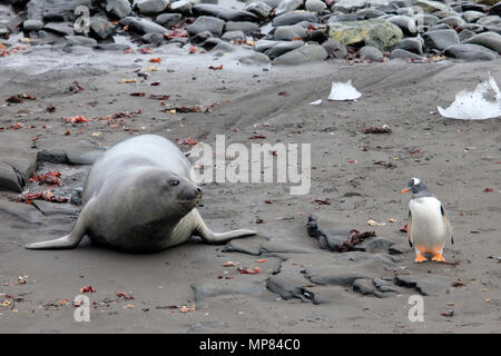 Elephant Seal and Gentoo Penguin, Antarctica Stock Photo