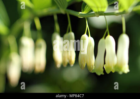 Solomon's Seal white hanging garden flowers Stock Photo