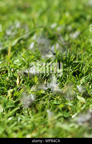 starling feathers on lawn following sparrowhawk kill Stock Photo