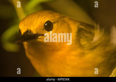 A prothonotary warbler (Protonotaria citrea) that was spending the night perched on a branch in a wetland. Stock Photo