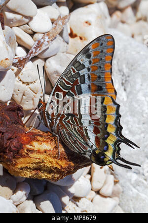 The Two-tailed Pasha, Charaxes jasius, a Mediterranean butterfly, on a rotting piece of fruit Stock Photo
