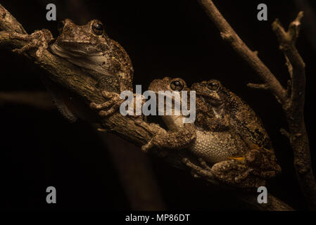 Cope's Gray Treefrogs from North Carolina in amplexus, the smaller male holds onto the female until she lays eggs and he fertilizes them. Stock Photo