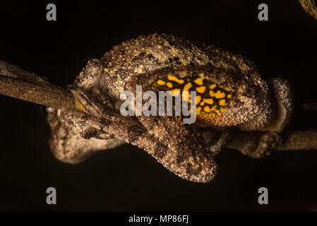 Copes gray tree frog perched on a branch, a bright yellow splash of color on its thigh is clearly visible.  It is thought it startles predators. Stock Photo