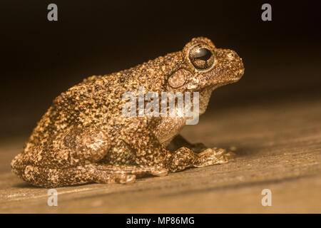 Copes gray treefrog (Hyla chrysoscelis) in some areas they are sympatric with gray treefrogs (Hyla versicolor) & can be differentiated by the call. Stock Photo