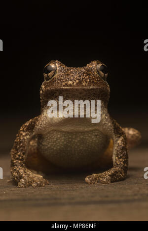 Copes gray treefrog (Hyla chrysoscelis) in some areas they are sympatric with gray treefrogs (Hyla versicolor) & can be differentiated by the call. Stock Photo
