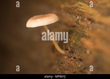 A small unidentified mushroom grows out of a rotten log. Stock Photo
