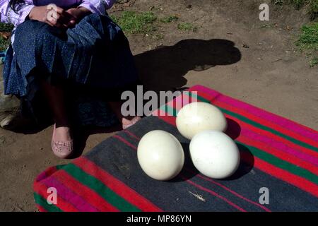 Ostrich eggs - Zoo in GRANJA PORCON -  Evangelical cooperative - Department of Cajamarca .PERU                    Stock Photo