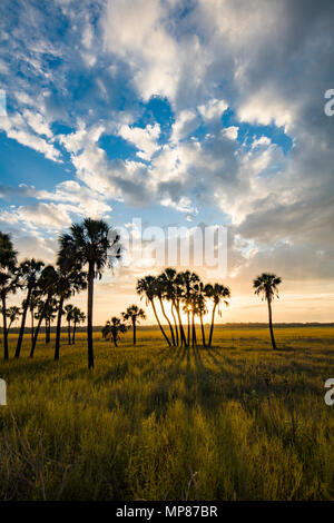 Late afternoon sun casting shadows from palm trees in Myakka River State Park in Sarasota Florida Stock Photo