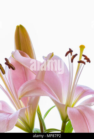 Two pink Lilies against a white background Stock Photo