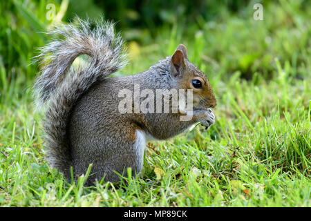 Gray Squirrel on grass Stock Photo