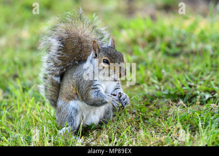 Gray Squirrel on grass Stock Photo