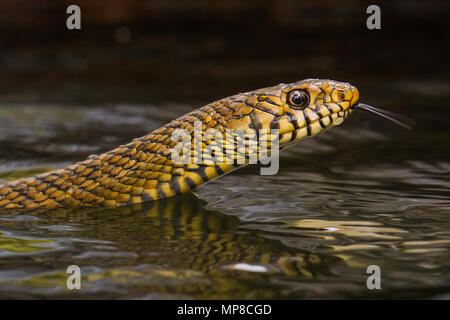 Rat Snake are member of the subfamily Colubrinae of the family Colubridae. They are medium to large constrictors.They feed on rodents and birds mainly. Stock Photo