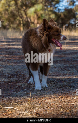 Chocolate and white border collie in farm paddock Stock Photo