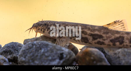 Stone loach (Barbatula barbatula) is a species of fresh water ray-finned fish in the Nemacheilidae family Stock Photo