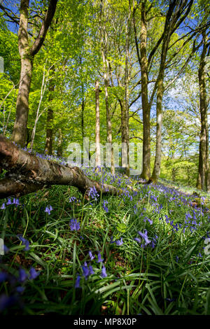 A bluebell carpeted forest in the Lake District, England on a warm sunny spring day