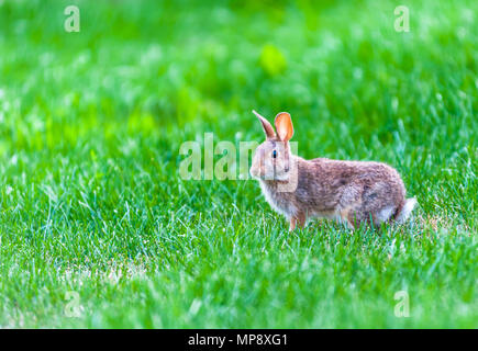 Focus on wild rabbit walking in tall green grass. Stock Photo